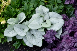 Brunnera 'Alexandria' 